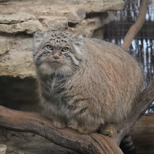 タリン動物園のマーズの写真