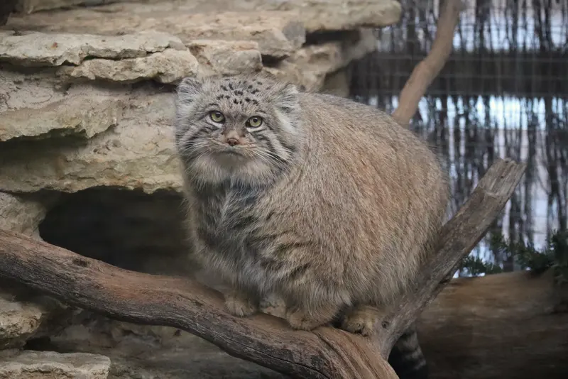タリン動物園のマーズの写真