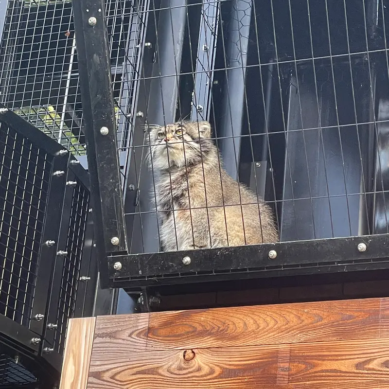 旭山動物園のグルーシャの写真