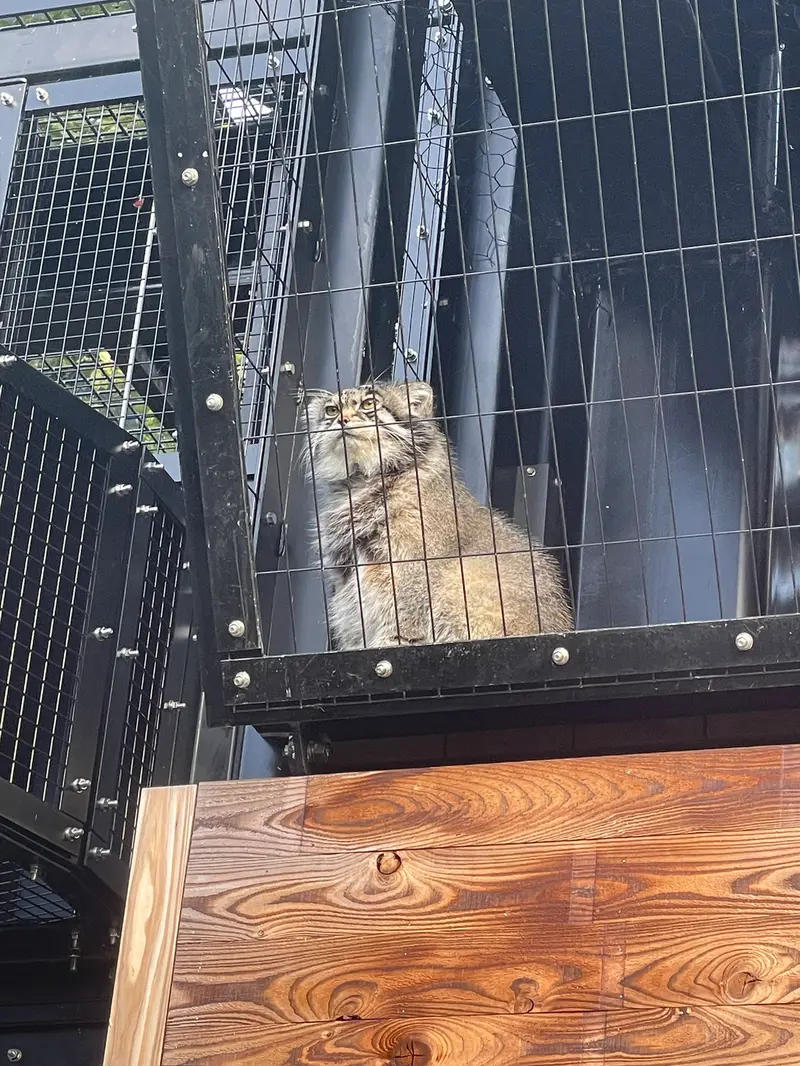 旭山動物園のグルーシャの写真