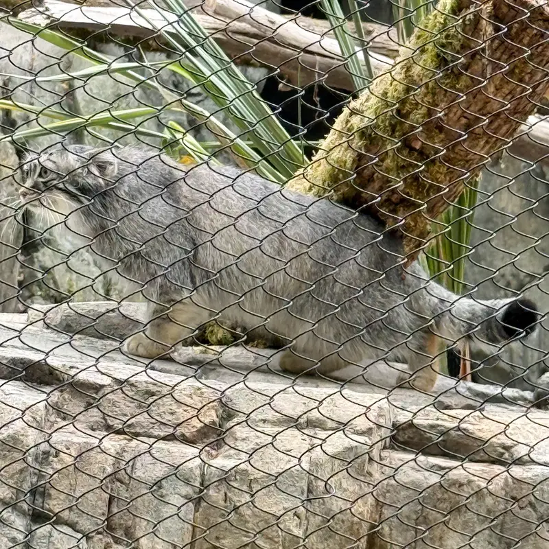 ウッドランド・パーク動物園のグースの写真