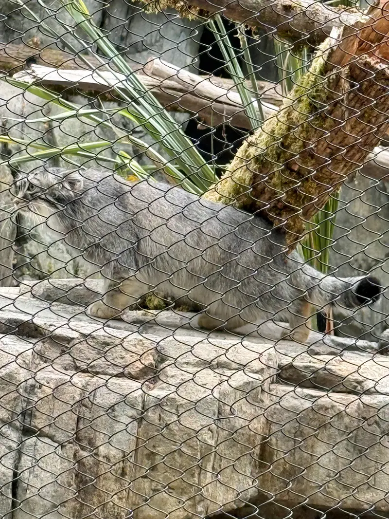 ウッドランド・パーク動物園のグースの写真