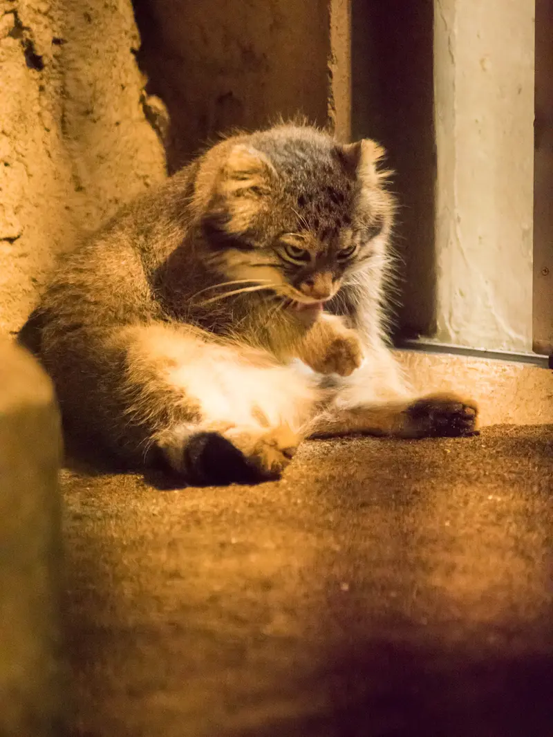 野毛山動物園のフィーガの写真