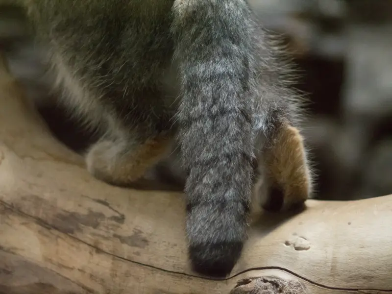 恩賜上野動物園のクリョンの写真
