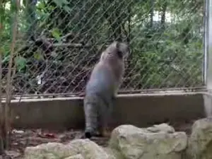 ミュルーズ動物学・植物公園のウラルの動画
