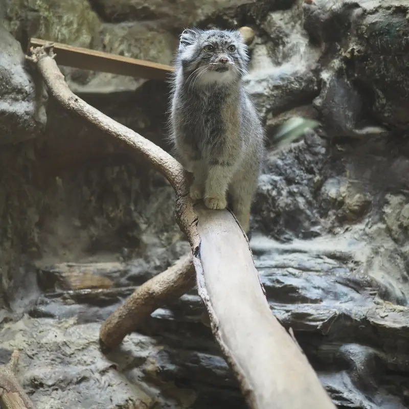恩賜上野動物園のユスの写真