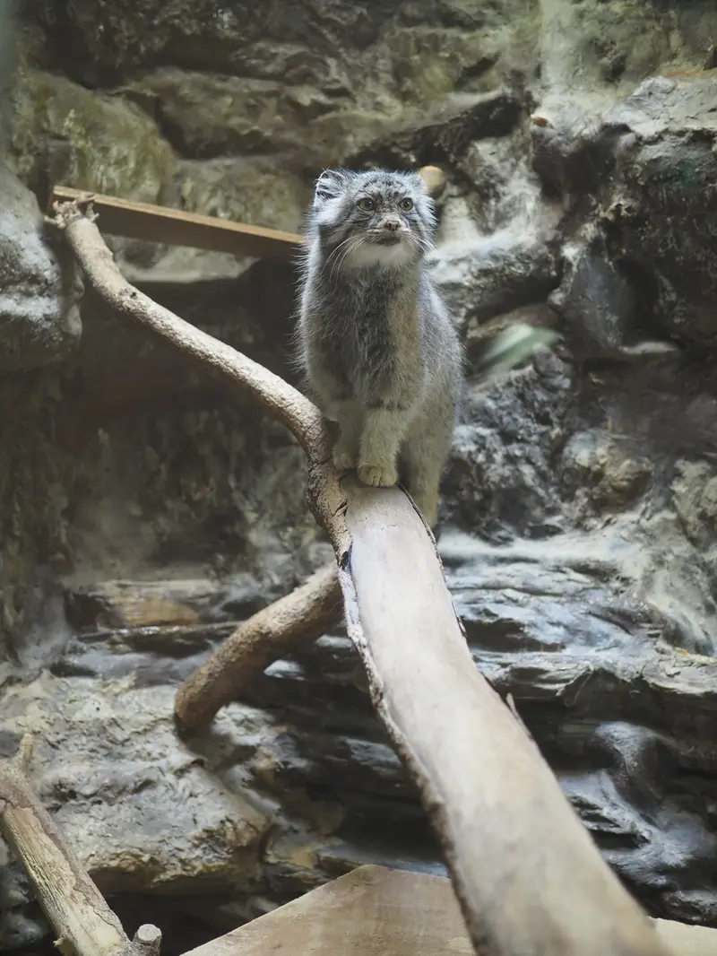 恩賜上野動物園のユスの写真