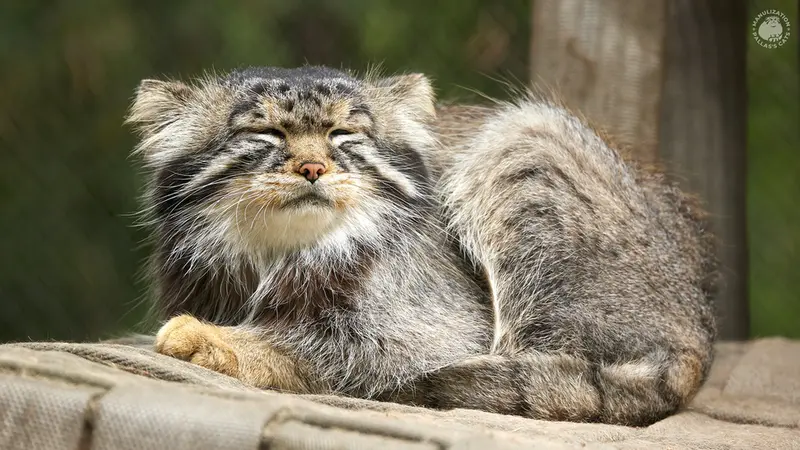 ノヴォシビルスク動物園のジョージの写真