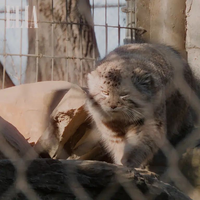 カルガリー動物園 / ワイルダー研究所のオラフの写真