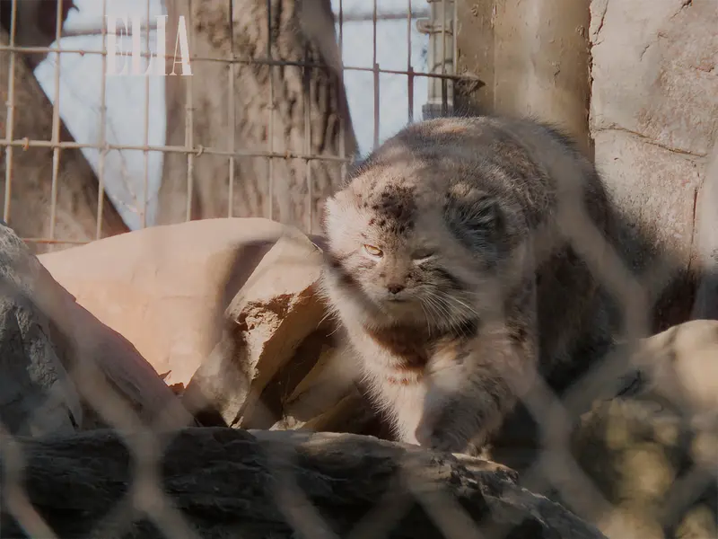 カルガリー動物園 / ワイルダー研究所のオラフの写真