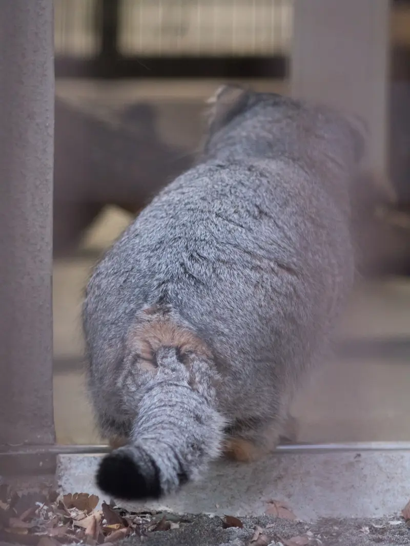 野毛山動物園のフィーガの写真