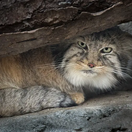 コロンバス動物園と水族館のパヴァルの写真