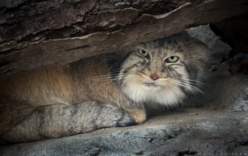 コロンバス動物園と水族館のパヴァルの写真