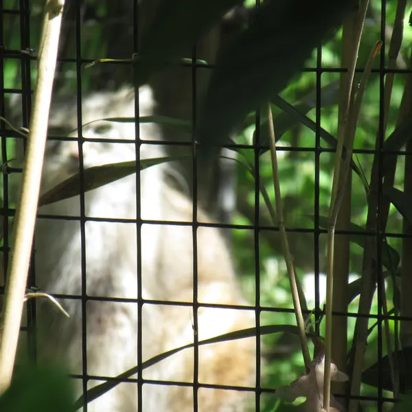 スミソニアン国立動物園のセバとアカルの写真
