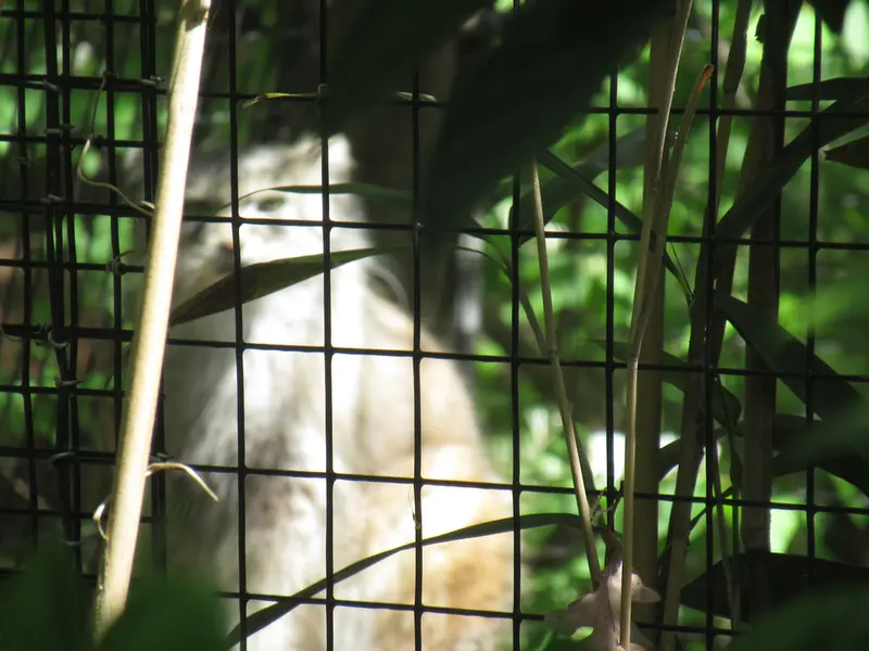 スミソニアン国立動物園のセバとアカルの写真