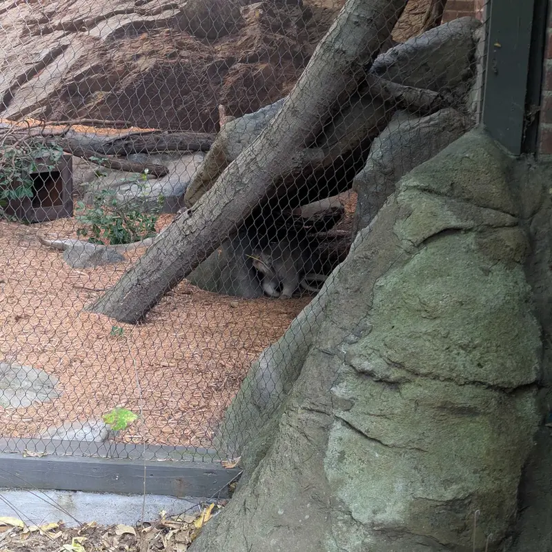 プロスペクト・パーク動物園のサルナイの写真