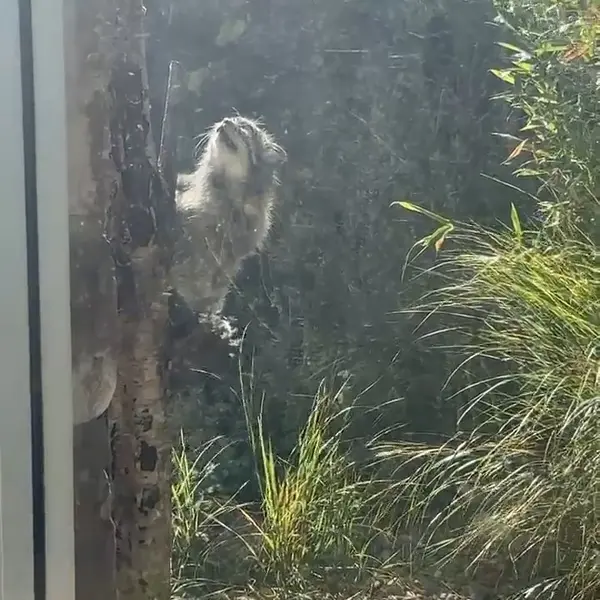 エディンバラ動物園のマヌルネコの写真