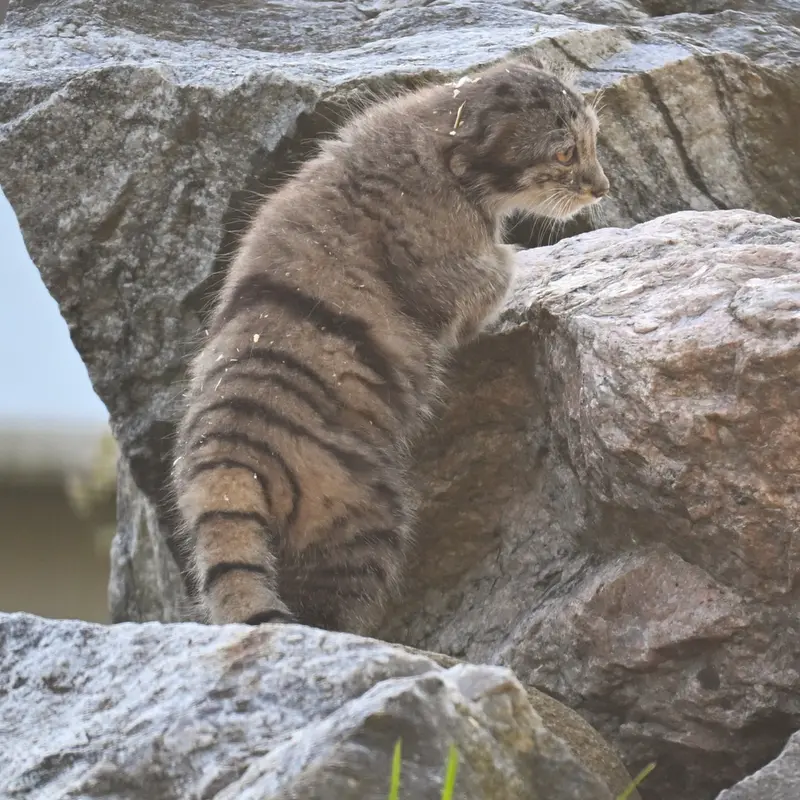 コルケアサーリ動物園のサイミの写真