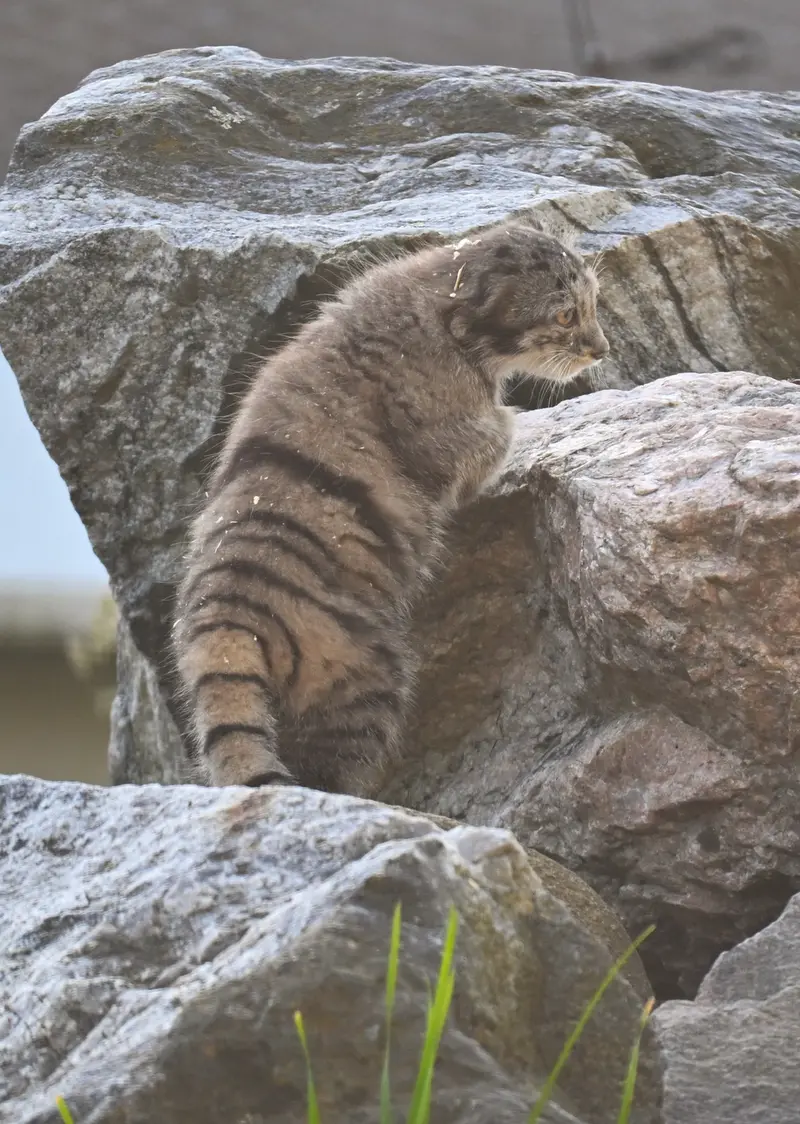 コルケアサーリ動物園のサイミの写真