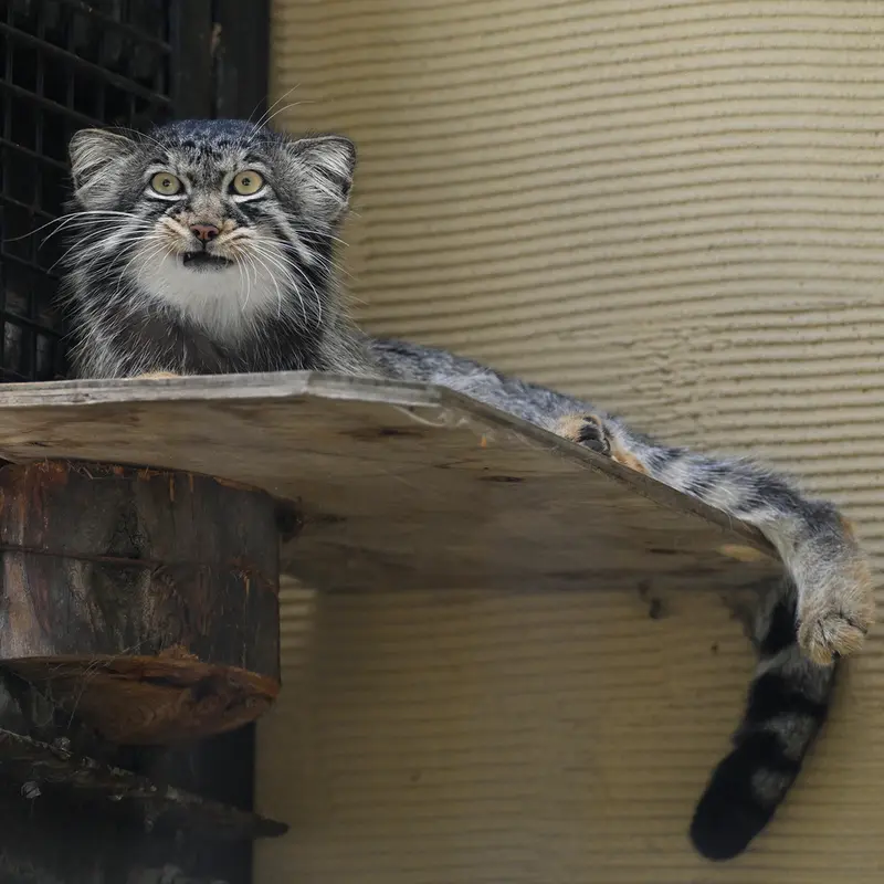 旭山動物園のヒデの写真