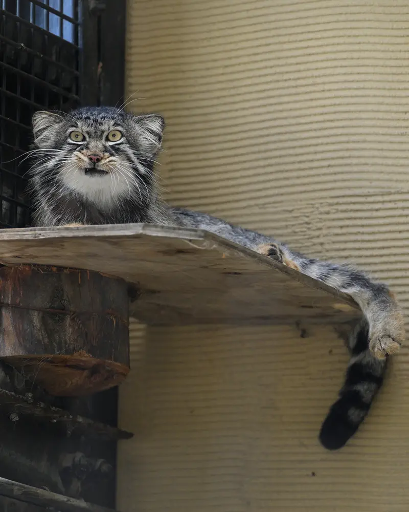 旭山動物園のヒデの写真