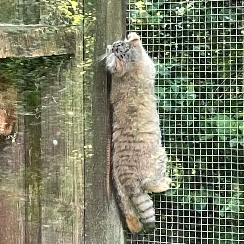 コシツェ動物園のアラニの子（2026年生まれ）Ⅱの写真