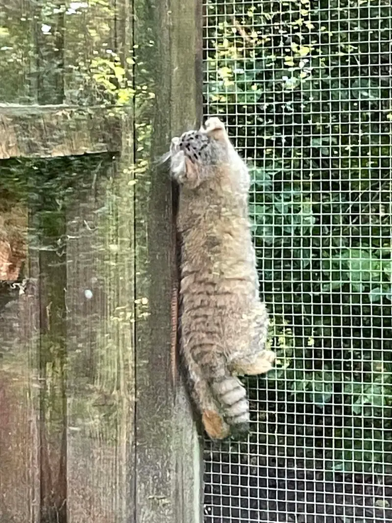 コシツェ動物園のアラニの子（2026年生まれ）Ⅱの写真