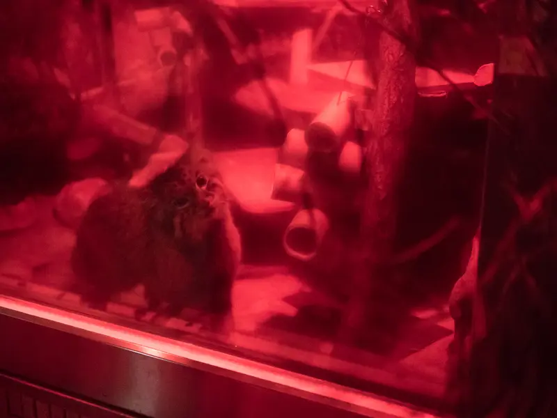 恩賜上野動物園のナイマの写真