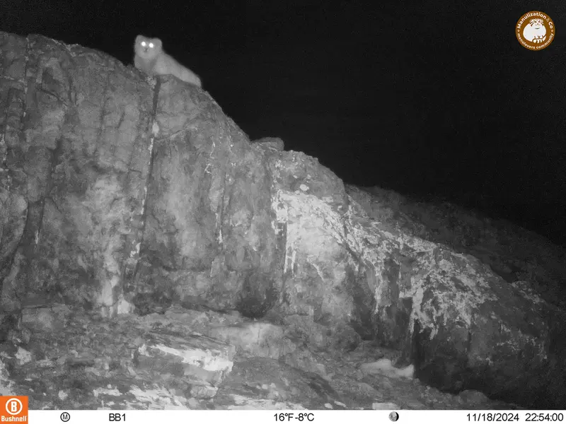 アクタス＝クンコラ［新］カメラトラップで撮影したOtocolobus manul manulの写真