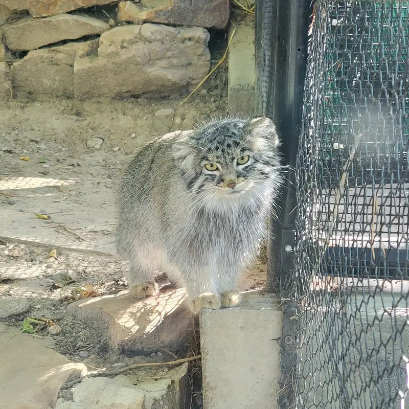 プエブロ動物園のオリーブの写真