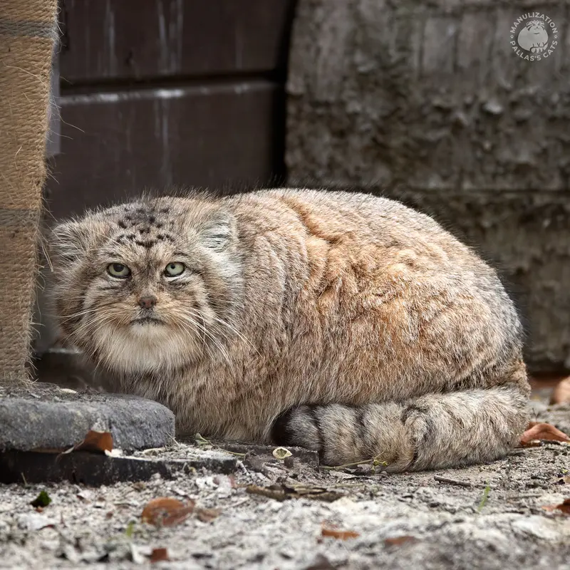 ポズナン新動物園のボリスの写真