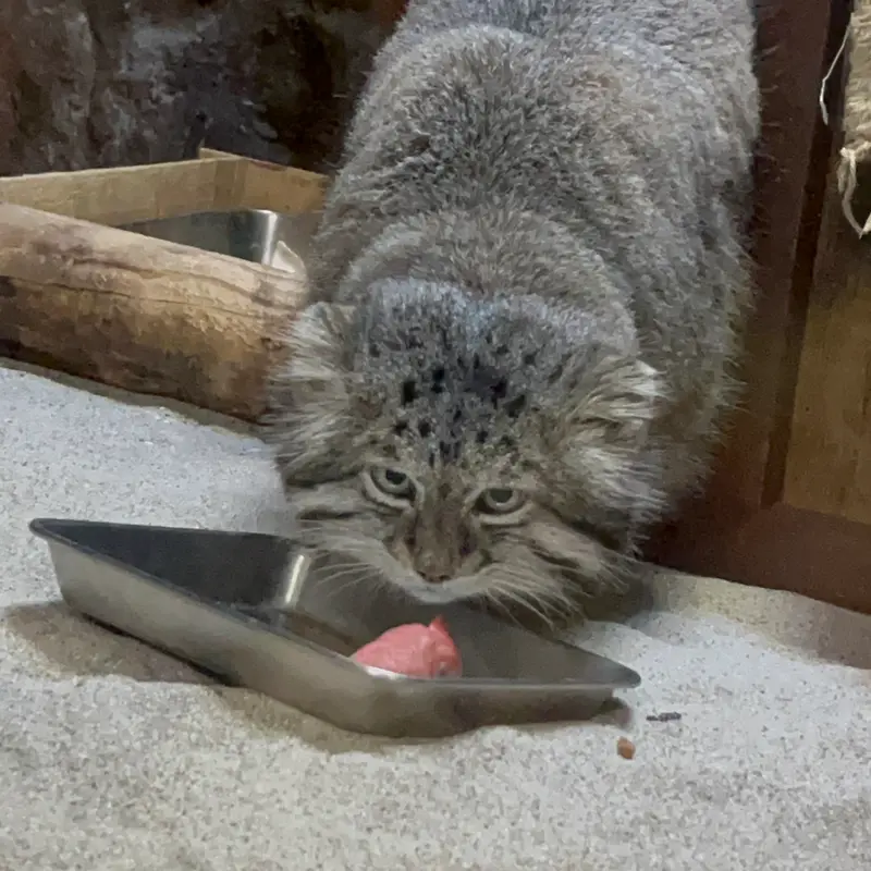 恩賜上野動物園のクリョンの写真