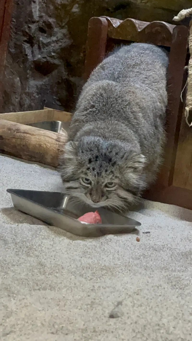 恩賜上野動物園のクリョンの写真