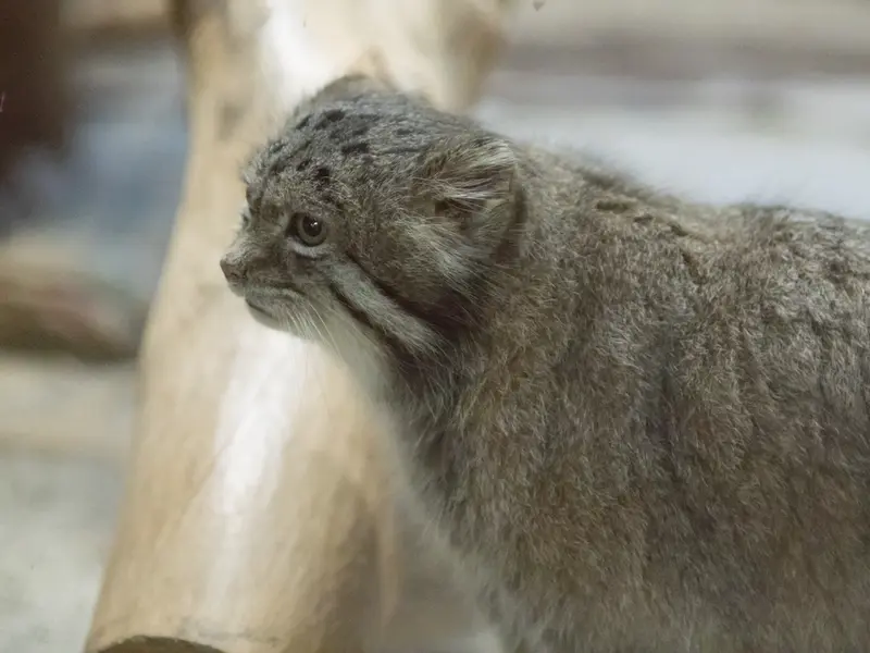 恩賜上野動物園のクリョンの写真
