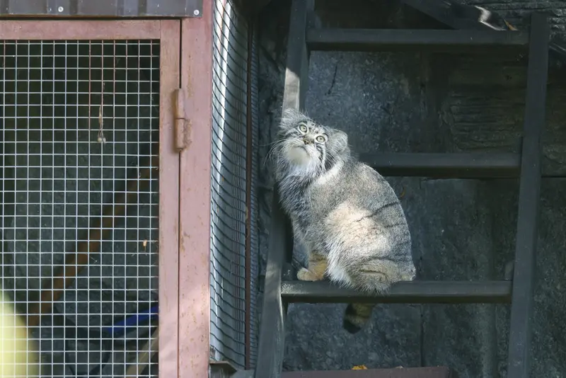 モスクワ動物園のティモフェイの写真