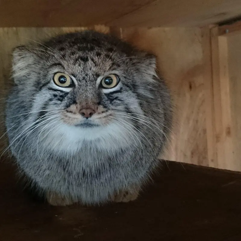 埼玉県こども動物自然公園のシャルの写真