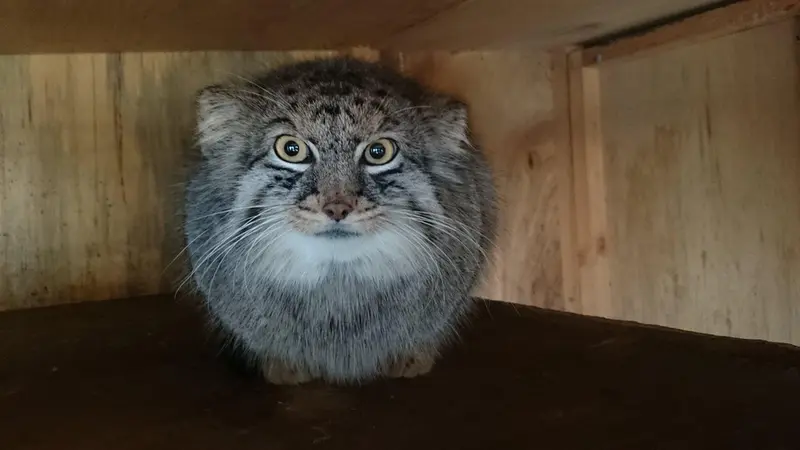埼玉県こども動物自然公園のシャルの写真