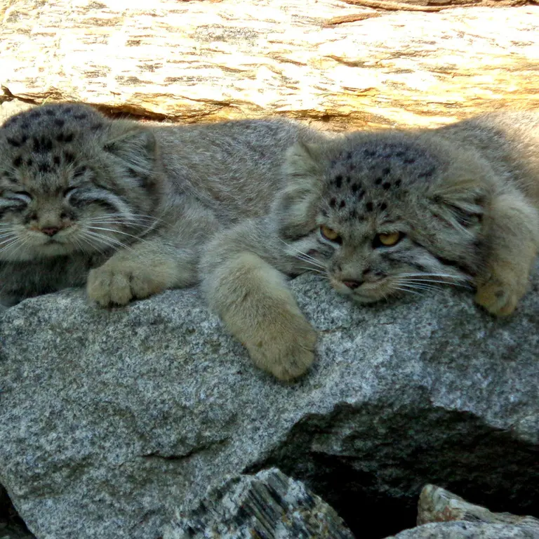 ヴロツワフ動物園のコタとイェケの写真