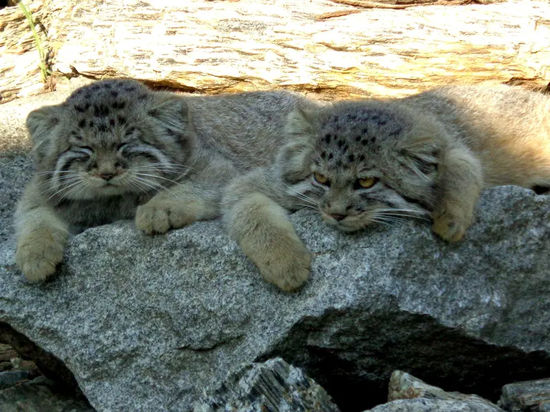 ヴロツワフ動物園のコタとイェケの写真