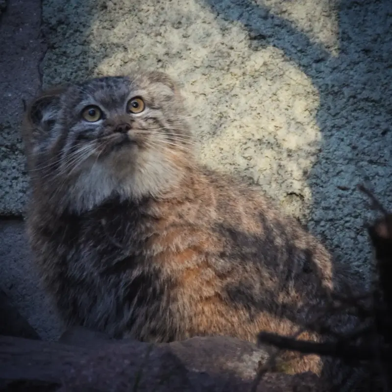 ブダペスト動物園・植物園のルーシーの写真