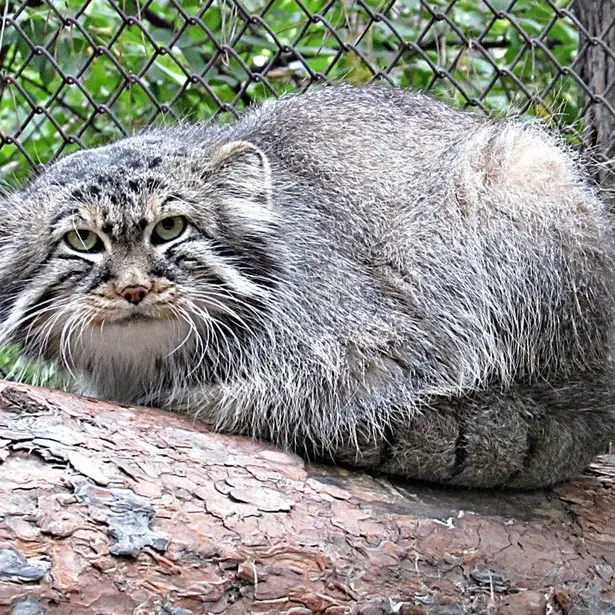 ノヴォシビルスク動物園のゼレノゴルスクの写真