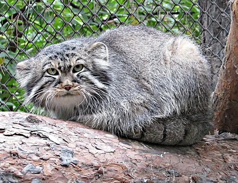 ノヴォシビルスク動物園のゼレノゴルスクの写真