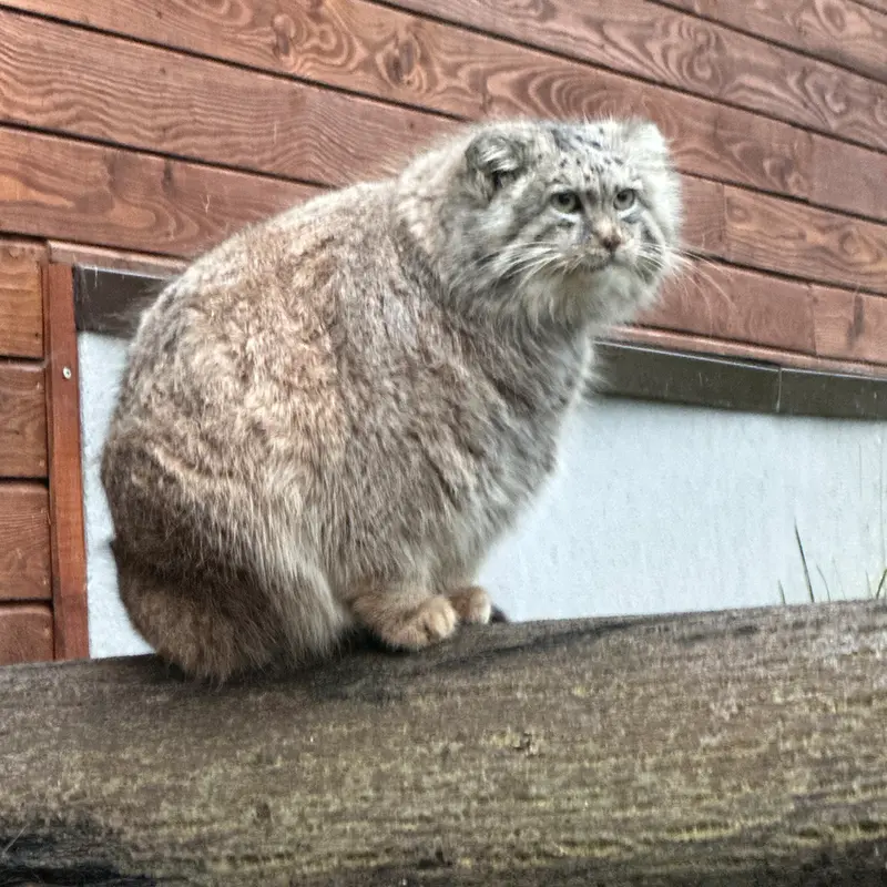 グダニスク動物園のマヌエルの写真