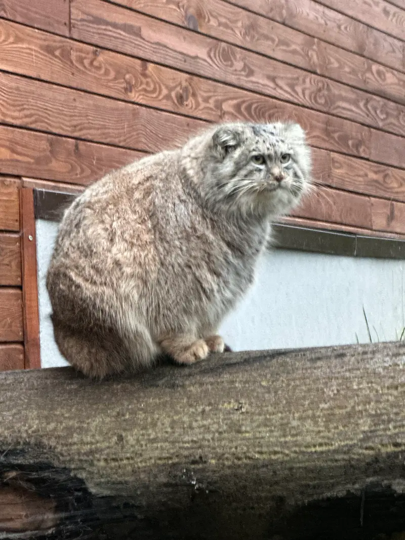 グダニスク動物園のマヌエルの写真