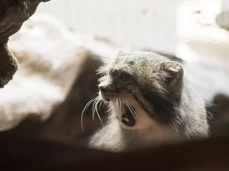恩賜上野動物園のクリョンの写真
