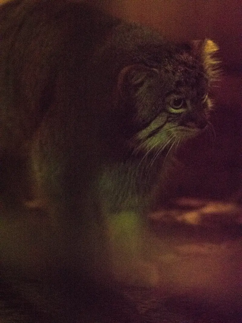 野毛山動物園のフィーガの写真