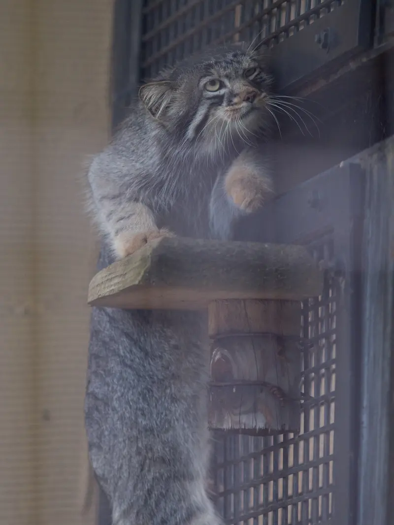 旭山動物園のヒデの写真