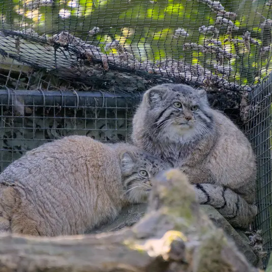ロッテルダム動物園のノルブとポエスの写真