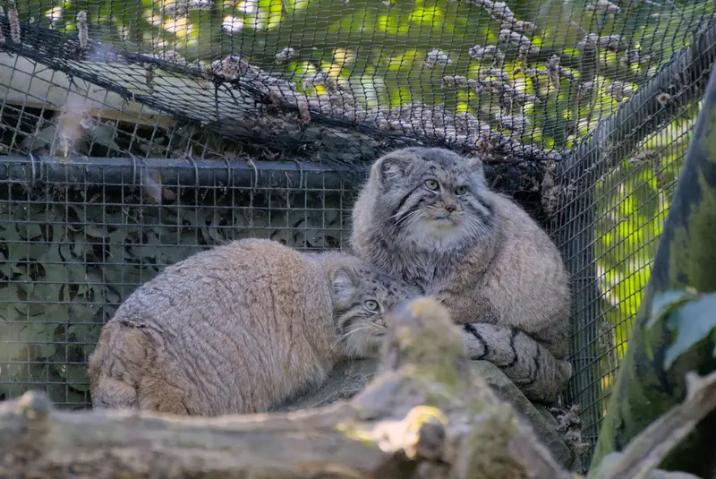ロッテルダム動物園のノルブとポエスの写真