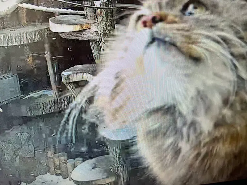マヌルネコの写真